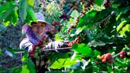 Giá nông sản ngày 28/7/2025: Cà phê, hồ tiêu tiếp tục duy trì mức giá cao