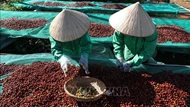 Bộ Công Thương hướng dẫn cụ thể về sử dụng bảng kê thu mua nguyên liệu