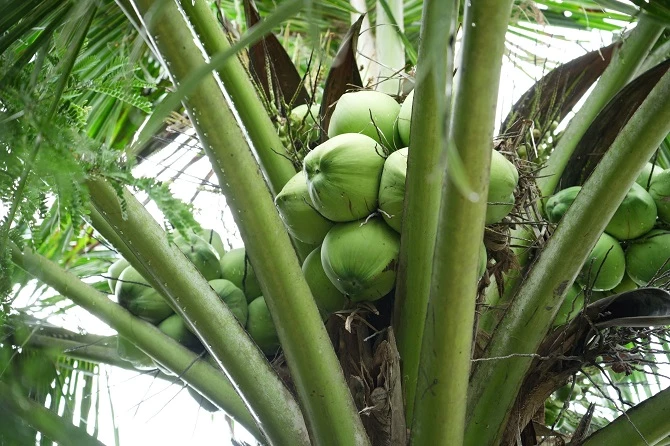 Giống dừa ta xanh được trồng rộng rãi trên địa bàn tỉnh