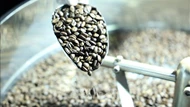 Cà phê Việt trước thách thức từ quy định chống mất rừng của EU
