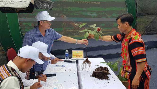 Tiếp tục khẳng định và tôn vinh giá trị đặc biệt của quốc bảo sâm Ngọc Linh