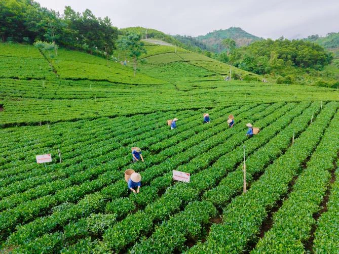 Khi triển khai thực hiện, chính sách sẽ góp phần thu hút đầu tư, thúc đẩy sản xuất theo chuỗi, ứng dụng khoa học, công nghệ, đổi mới sáng tạo, chuyển đổi số trong sản xuất, chế biến, kinh doanh chè Khi triển khai thực hiện, chính sách sẽ góp phần thu hút đầu tư, thúc đẩy sản xuất theo chuỗi, ứng dụng khoa học, công nghệ, đổi mới sáng tạo, chuyển đổi số trong sản xuất, chế biến, kinh doanh chè