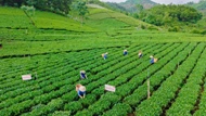 Ngành chè Thái Nguyên hướng tới mục tiêu tỷ USD