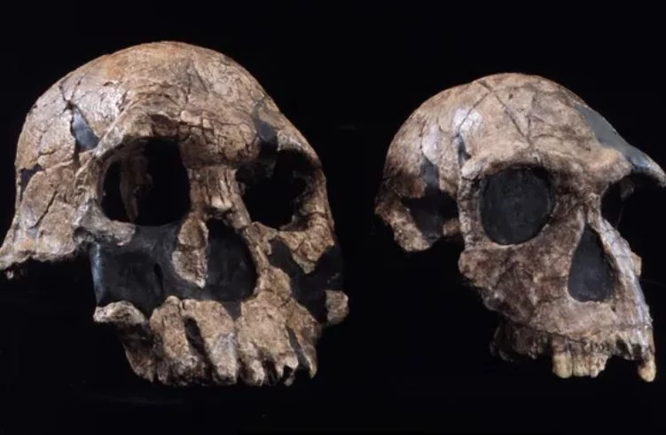 Hộp sọ của Homo rudolfensis (trái) và Homo habilis (phải) đều là loài đầu tiên của chi Homo. (Nguồn ảnh: Bảo tàng Lịch sử Tự nhiên)