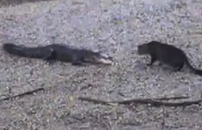 CLIP: Bị mèo nhà 'viếng thăm', cá sấu nhận cái kết 'muối mặt'