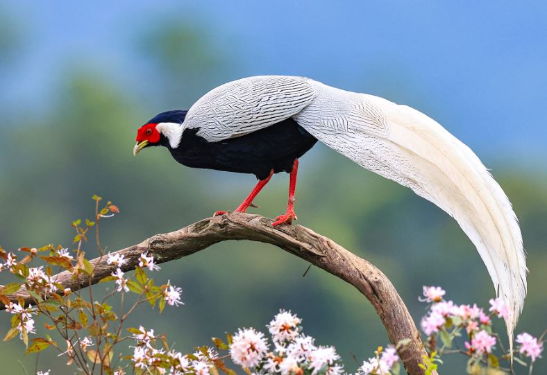 Chùm ảnh vẻ đẹp tuyệt mỹ của gà lôi trắng quý hiếm