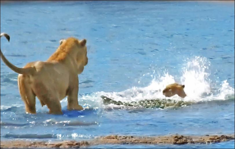 CLIP: Sư tử dũng mãnh lao xuống sông, ‘thủy chiến’ cá sấu giải cứu con non