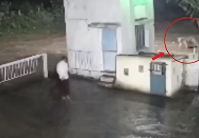 CLIP: Đụng độ sư tử lúc nửa đêm, người đàn ông nhận kết cục khó tin