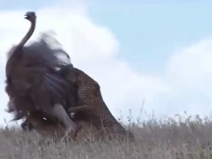 CLIP: Đà điểu cái bỏ mạng sau pha “bẻ lái” bất ngờ của báo săn