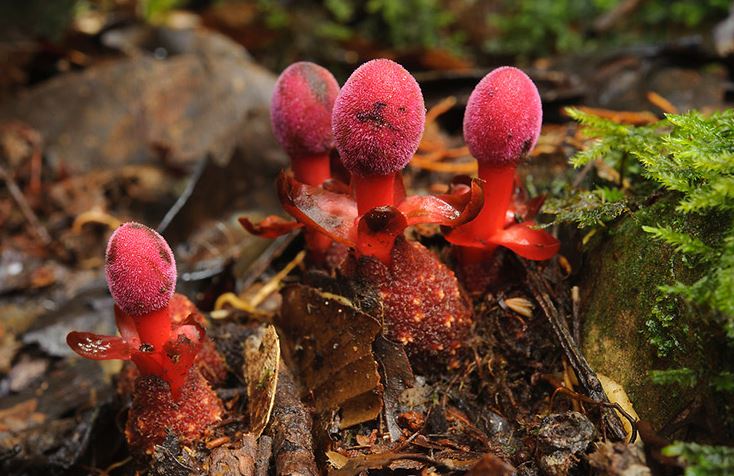 Loại nấm được mệnh danh là 'thần dược' của núi rừng Tây Bắc