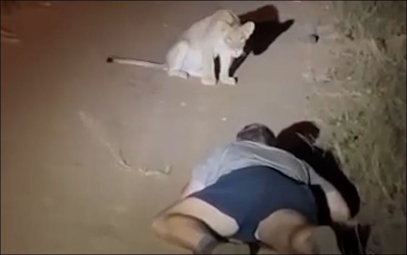 CLIP: Trả giá đắt vì liều lĩnh ‘trêu ngươi’ sư tử