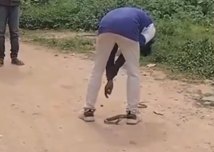 CLIP: Chọc rắn hổ mang lúc say, nam thanh niên nhận cái kết 'đắng'