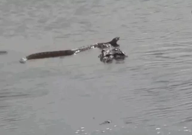 Ảnh cắt từ clip.