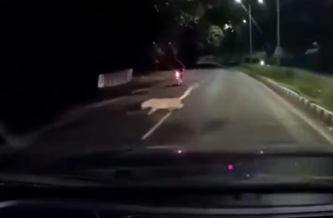 CLIP: Báo hoa mai bất ngờ tấn công người đi xe máy trong đêm và cái kết 'thót tim'