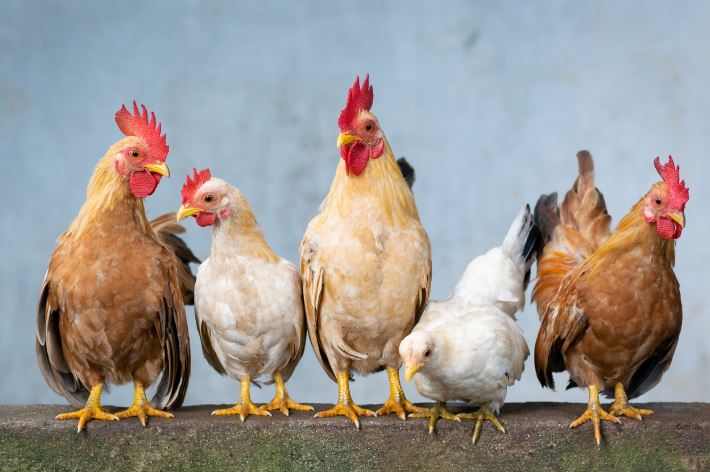 Tuổi thọ gà kéo dài bao lâu? Sự thật khiến nhiều người ngạc nhiên