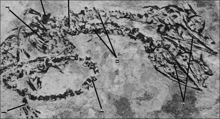 H&#xF3;a th&#x1EA1;ch k&#x1EF3; l&#x1EA1; h&#xE9; l&#x1ED9; sinh v&#x1EAD;t hai &#x111;&#x1EA7;u t&#x1EEB; th&#x1EDD;i kh&#x1EE7;ng long