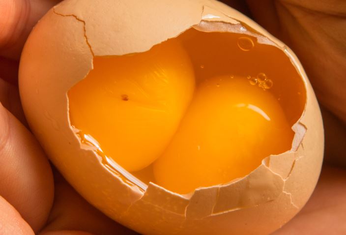 Sự thật về trứng gà hai lòng đỏ: Đem ấp có nở được một cặp gà con?