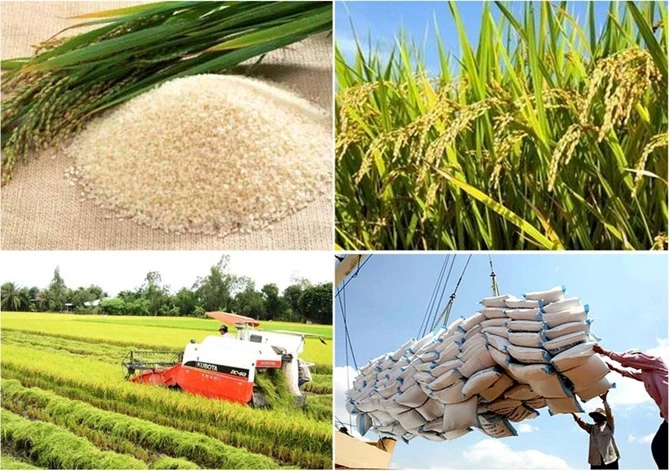 Thủ tướng Chính phủ Phạm Minh Chính giao Bộ Nông nghiệp và Môi trường nghiên cứu nội dung báo chí phản ánh liên quan đến việc xuất khẩu gạo của Việt Nam. Thủ tướng Chính phủ Phạm Minh Chính giao Bộ Nông nghiệp và Môi trường nghiên cứu nội dung báo chí phản ánh liên quan đến việc xuất khẩu gạo của Việt Nam.