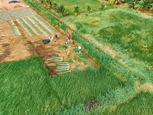 Giá lát lao dốc, nông dân lỗ công chăm sóc
