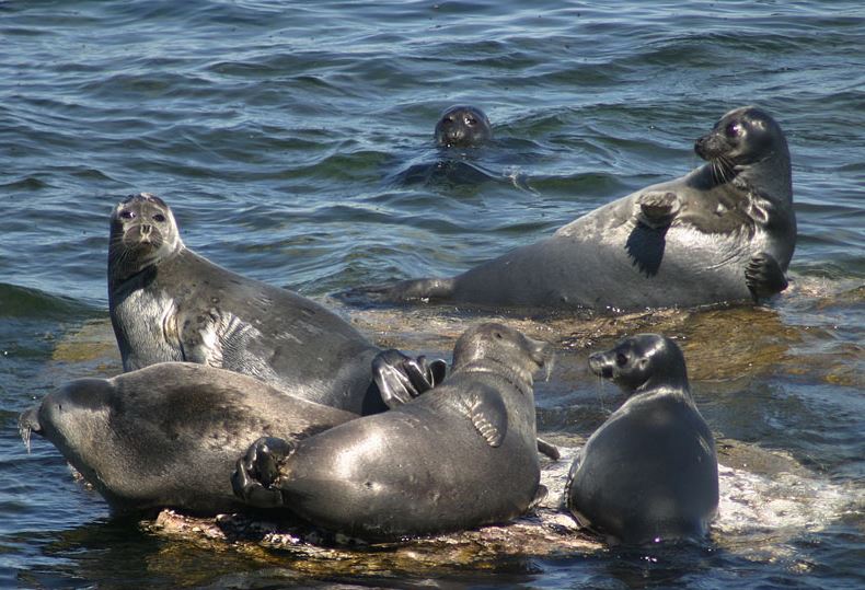 K&#x1EF3; quan Baikal: V&#xEC; sao h&#x1ED3; n&#x1B0;&#x1EDB;c ng&#x1ECD;t s&#xE2;u nh&#x1EA5;t th&#x1EBF; gi&#x1EDB;i c&#xF3; c&#xE1;c sinh v&#x1EAD;t t&#x1EEB; bi&#x1EC3;n nh&#x1B0; c&#xE1; m&#x1EAD;p, h&#x1EA3;i c&#x1EA9;u?