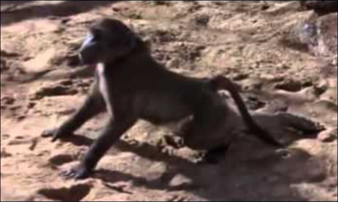 CLIP: ‘Chết cười’ trước cảnh động vật say xỉn vì loại 'rượu' đặc biệt trong tự nhiên