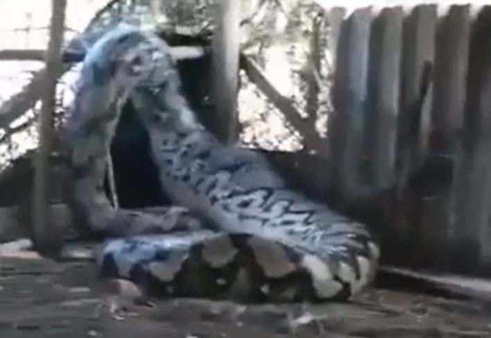 CLIP: Trăn khổng lồ nhận 'quả báo' sau khi nuốt trộm dê của nông dân 