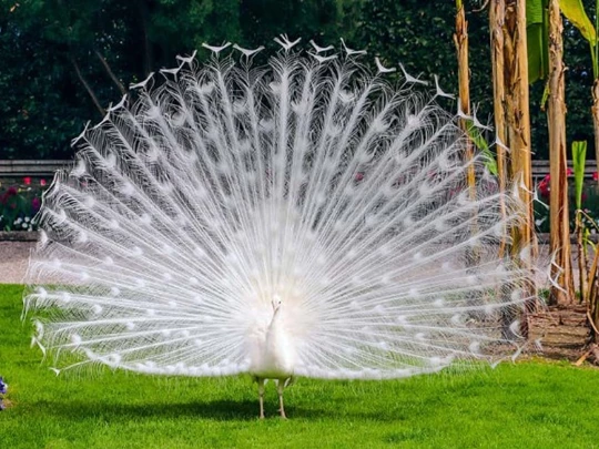 Choáng ngợp 'thần điểu' hạ phàm, khoe bộ lông huyền ảo tựa tiên cảnh