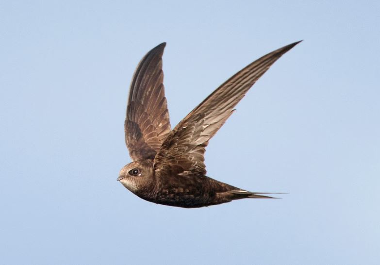 Kỳ lạ loài chim bay liên tục 10 tháng, ăn ngủ, sinh hoạt ngay trên không trung