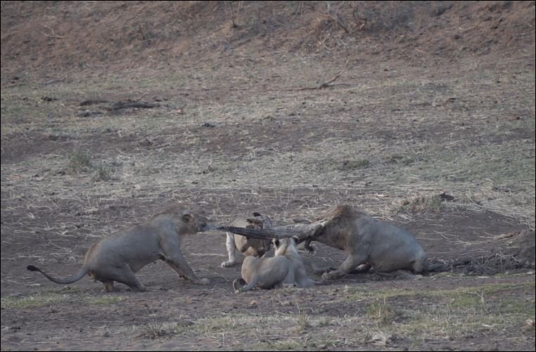 Chùm ảnh cá sấu bị bầy sư tử 'xẻ thịt'