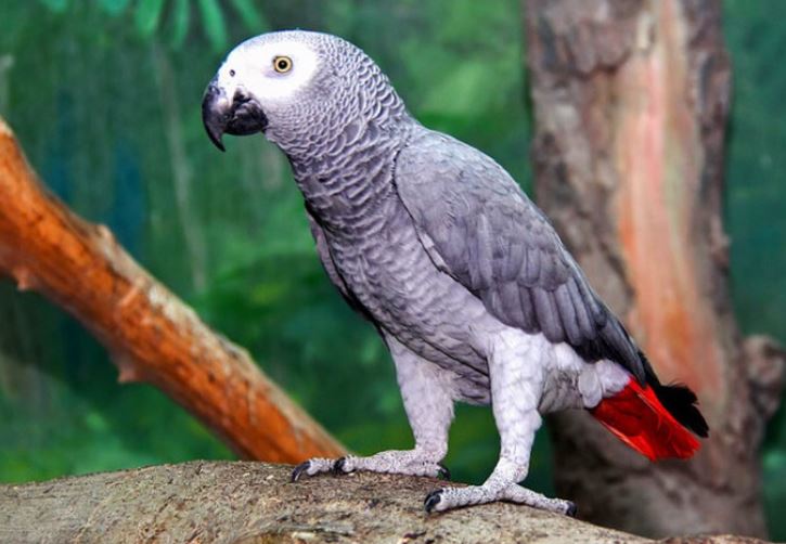 Vẹt không biết hót, vậy tại sao chúng lại thích bắt chước tiếng người?