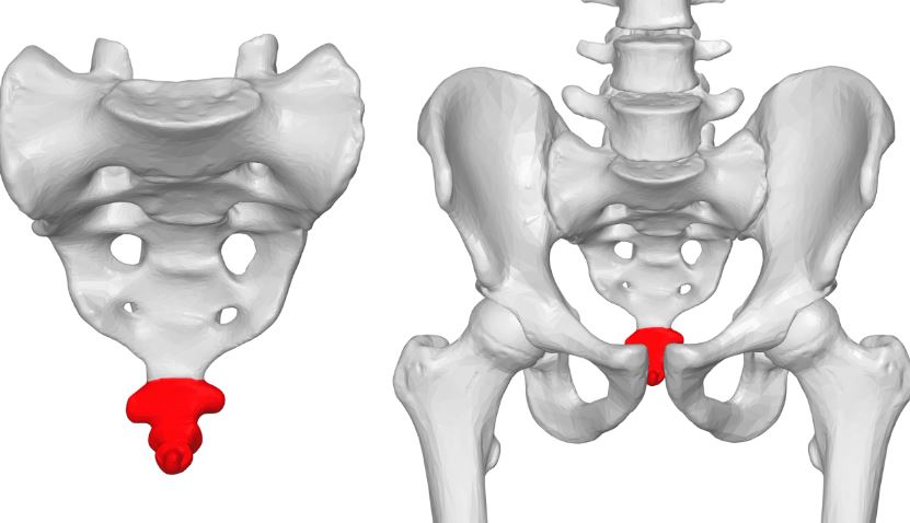 Tại sao con người không có đuôi nhưng vẫn có xương đuôi?