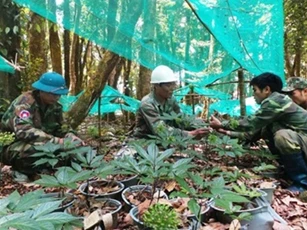 Sâm Ngọc Linh vươn tầm giá trị toàn cầu