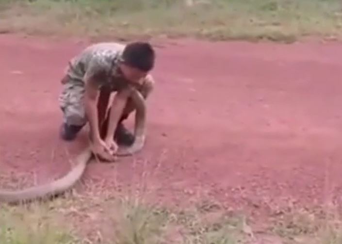 CLIP: Nam quân nhân dùng tay không khống chế rắn hổ mang chúa 'khủng' và cái kết 'thót tim'
