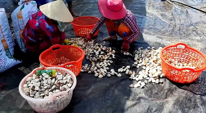 Người dân phân loại nghêu sau thu hoạch, chuẩn bị cho hành trình ra thị trường.