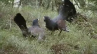 CLIP: Đang quyết đấu, gà gô bất ngờ thành mồi cho “kẻ thứ ba”