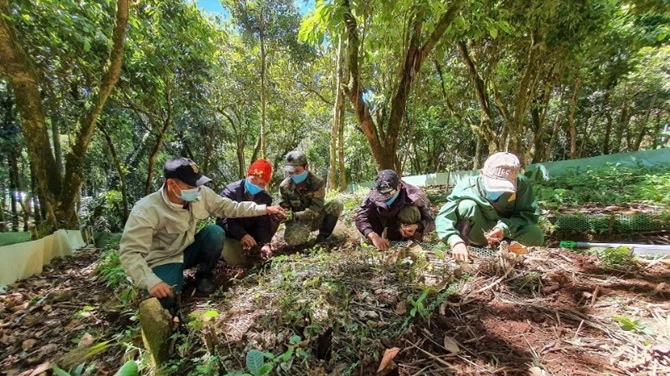 Đồng bào dân tộc thiểu số tỉnh Quảng Ngãi lựa chọn cây giống sâm Ngọc Linh trước khi trồng. (Ảnh: NGỌC LINH) Đồng bào dân tộc thiểu số tỉnh Quảng Ngãi lựa chọn cây giống sâm Ngọc Linh trước khi trồng. (Ảnh: NGỌC LINH)