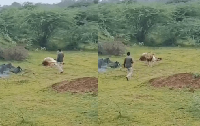 CLIP: Thanh niên suýt mất mạng khi liều lĩnh áp sát sư tử để chụp ảnh