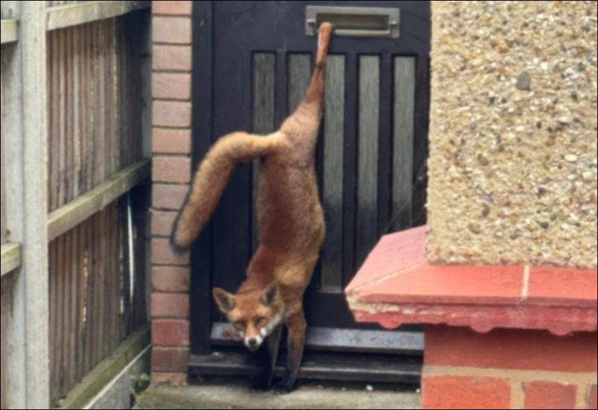 Những bức ảnh động vật hoang dã ấn tượng nhất tuần