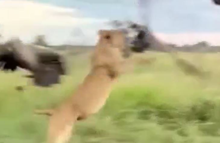 CLIP: Liều lĩnh cướp thức ăn thừa của sư tử, kền kền phải trả giá bằng cả tính mạng