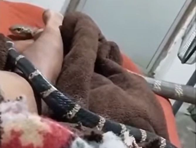 CLIP: Rắn hổ mang chúa bò qua người, nam thanh niên vẫn thản nhiên quay phim