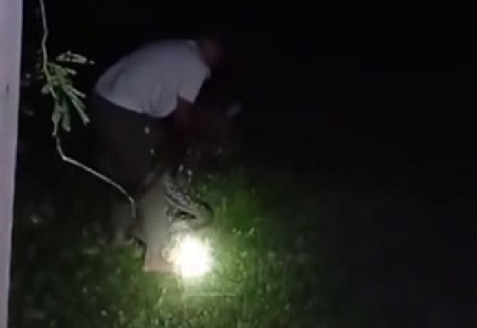 CLIP: Liều lĩnh bắt trăn bằng tay không, người đàn ông Đông Nam Á nhận cái kết bi thảm