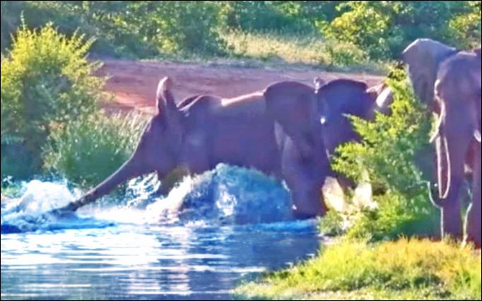 CLIP: Cảnh tượng hiếm gặp, cá sấu liều lĩnh gây chiến với cả đàn voi