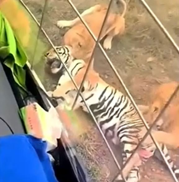 CLIP: Đi lạc vào địa bàn của đàn sư tử, hổ tử nạn sau khi đi cấp cứu