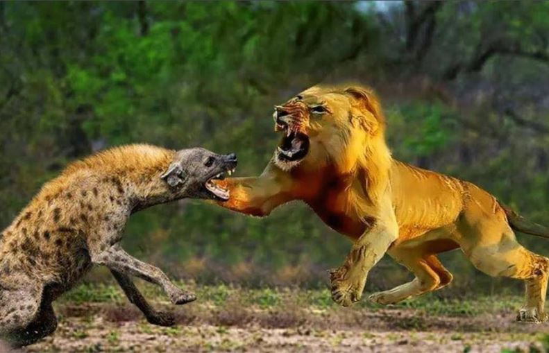 Vì sao sư tử và linh cẩu không thể chung sống hòa thuận với nhau?