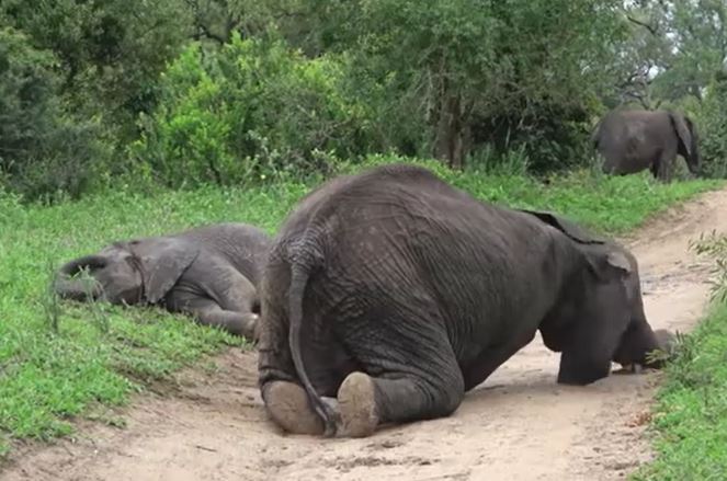 CLIP: 'Nhậu' quá đà, đàn voi say tuý luý