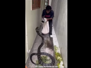 CLIP: Kịch tính màn bắt sống rắn hổ mang chúa khổng lồ giữa hẻm nhỏ