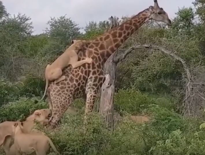 CLIP: Bị đàn sư tử nhảy lên lưng bấu chặt, hươu cao cổ vẫn thoát chết ngoạn mục