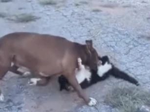 CLIP: Mèo bị chó Pitbull tấn công dữ dội, may mắn thoát chết trong gang tấc