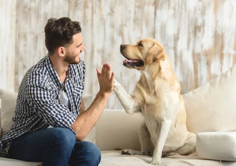 Giải mã khả năng đặc biệt: Vì sao chó có thể nghe hiểu tiếng con người?