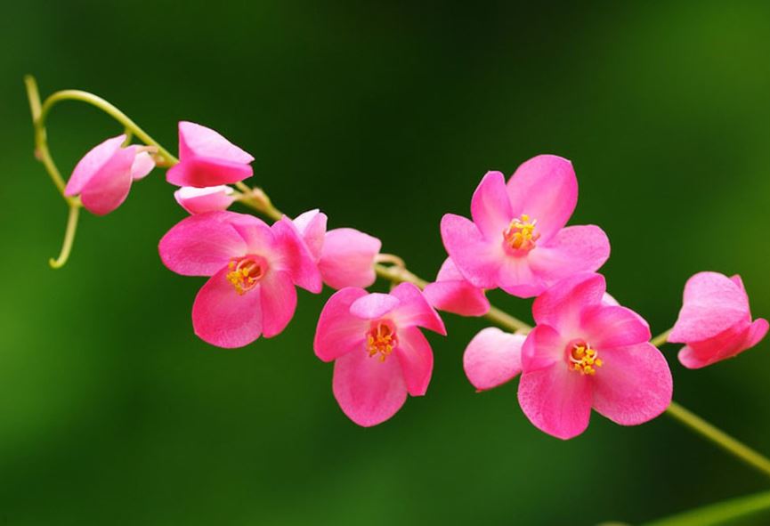 Ngắm vẻ đẹp mong manh của loài hoa 'trái tim tan vỡ'